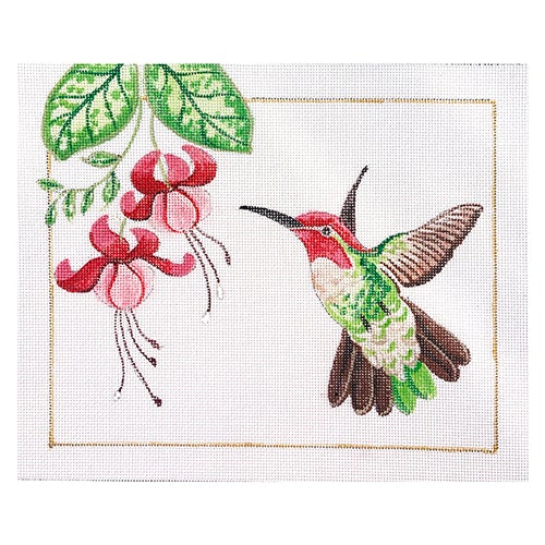 Anna's Hummingbird with Border