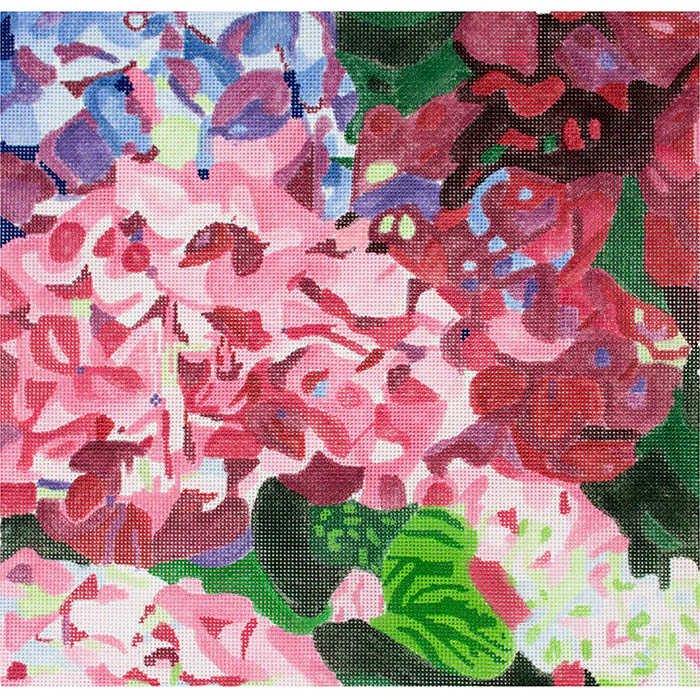 Hydrangea Dazzle